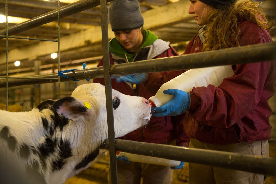 Calf Feeding Milk Bottle Plastic Blow Molding Making Machine Taizhou Supplier